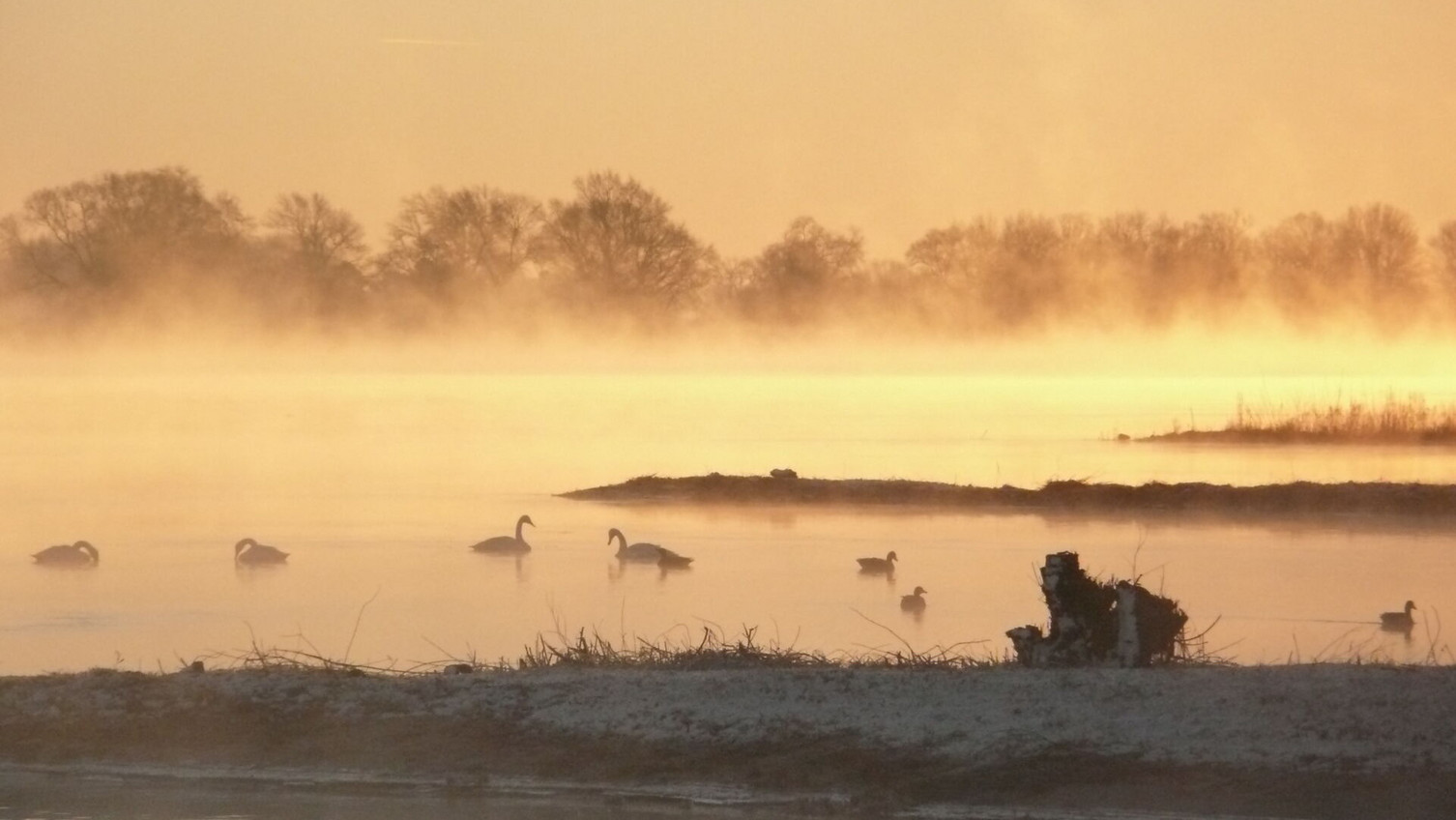 Stiller Winternebel über der Elbe – Einige Wasservögel tummeln sich am frühen Morgen in den Buhnenfeldern bei Hitzacker
