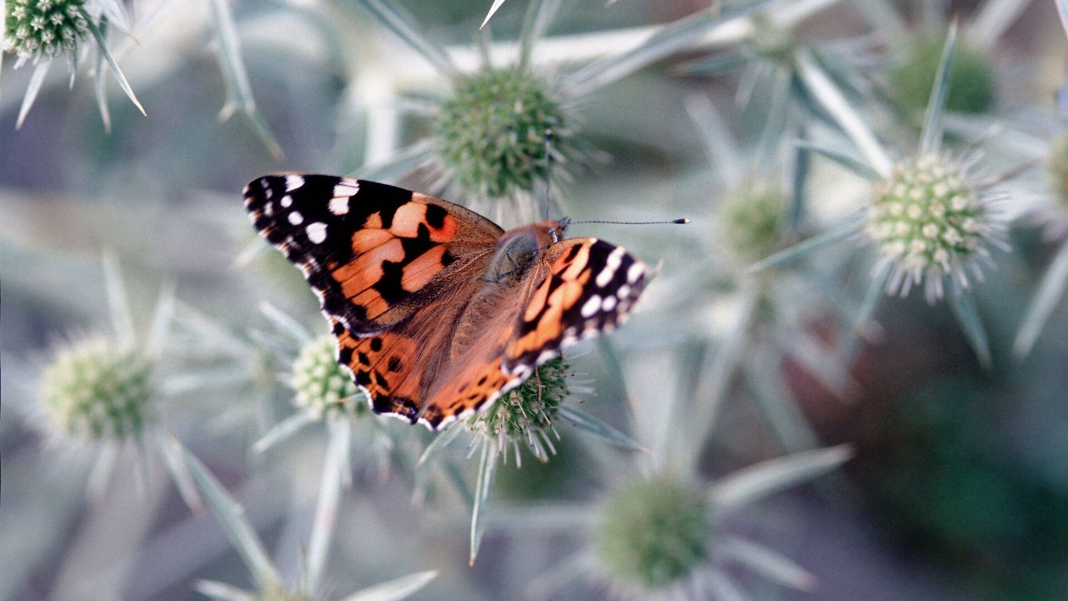 Distelfalter: Sie mögen’s warm und trocken: Distelfalter und Feld-Mannstreu sind typische Bewohner nährstoffarmer und sandiger Standorte