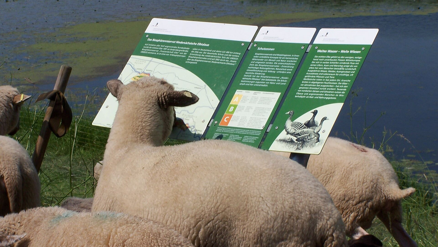 Lesen bildet – Einige Deichschafe informieren sich über aktuelle Entwicklungen im Biosphärenreservat „Niedersächsische Elbtalaue“