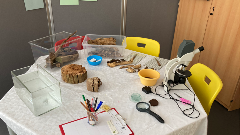 Experimentiermaterial zum Thema "Holz"