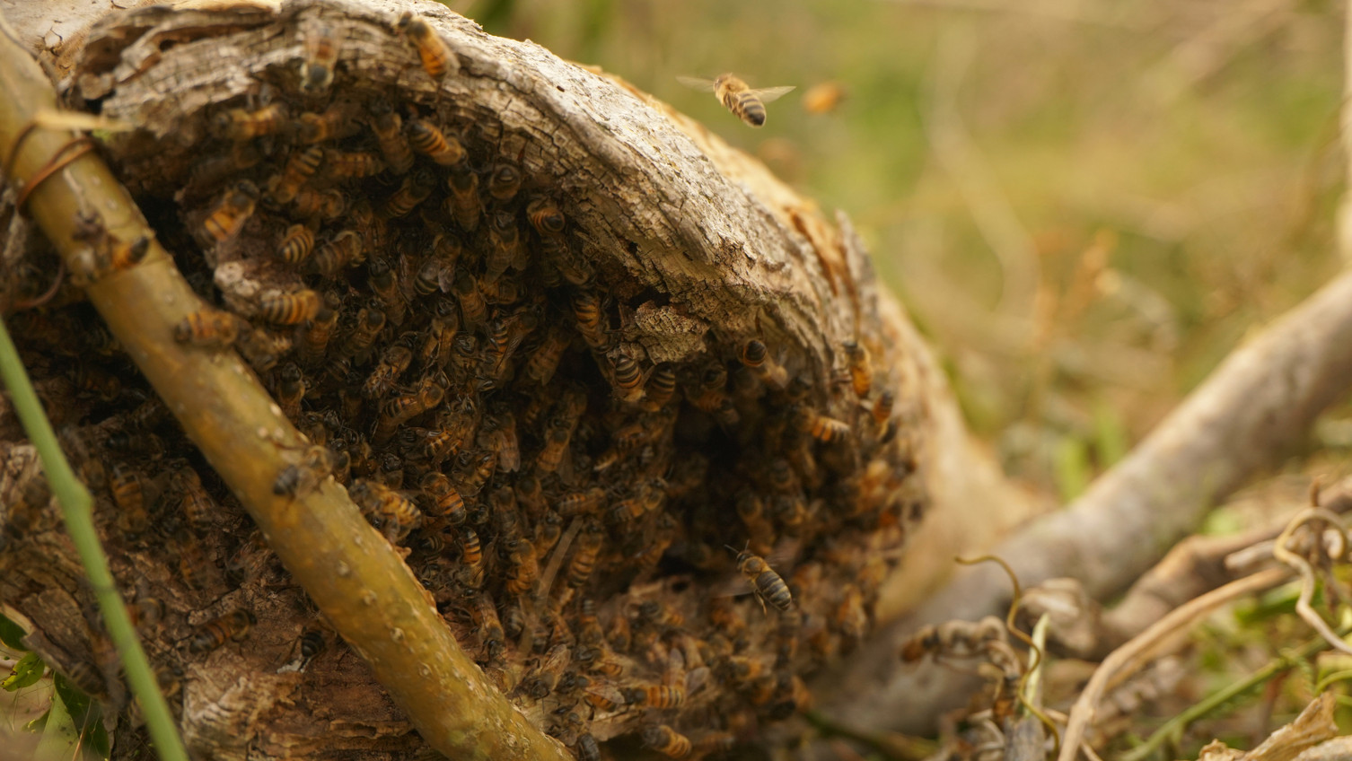 Colmenas in a forest patch in the Guaraní Indigenous district of 16 de Marzo-Cordillera