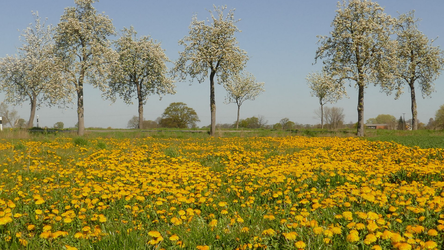 Über viele Kilometer säumen Birnen- und Apfelalleen die Straßen und Wege in der Gemeinde Amt Neuhaus