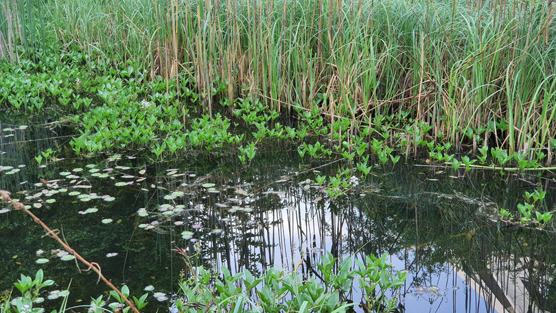 Teich mit Fieberklee - Menyanthes trifoliata