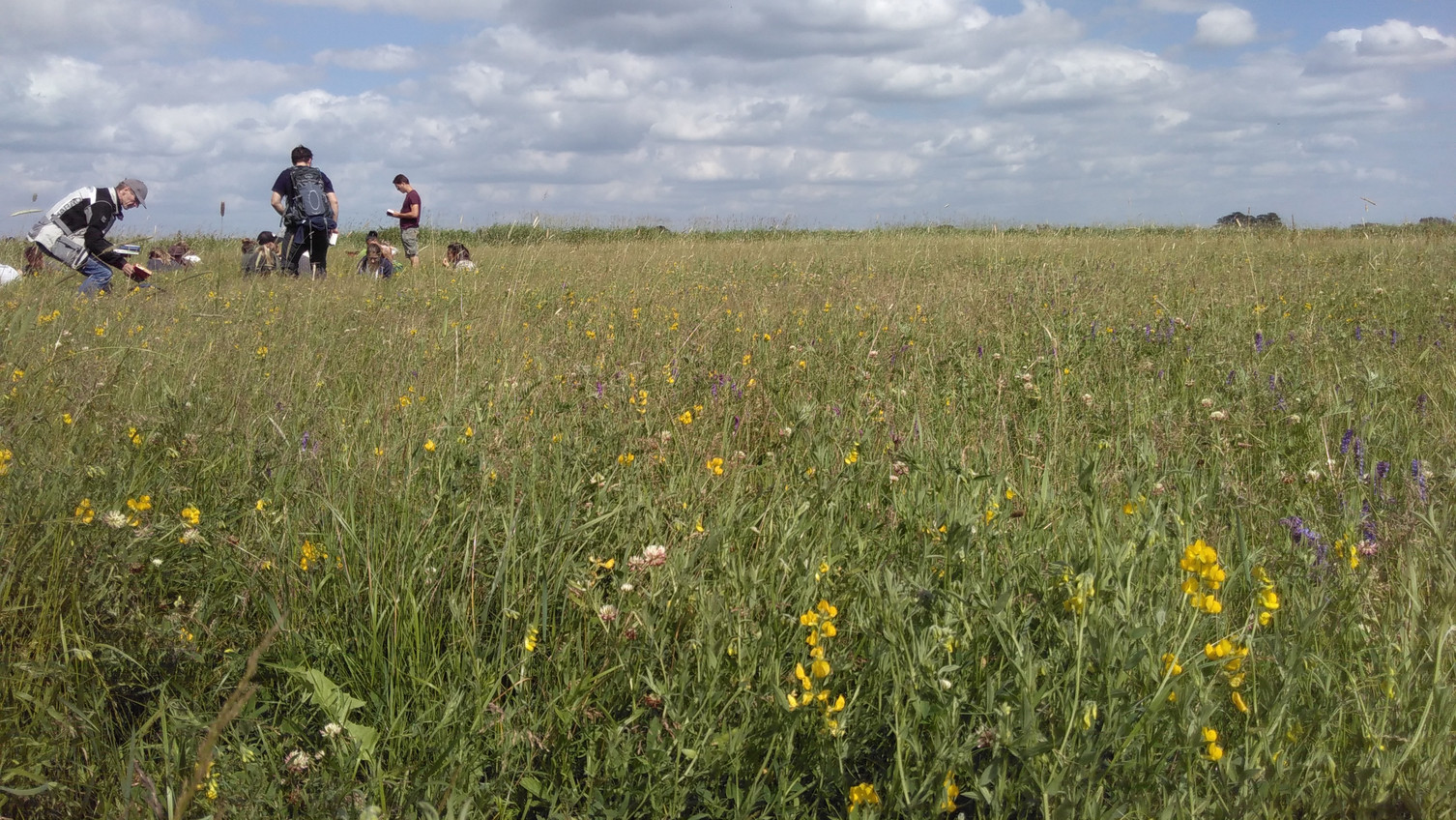 Species-rich grassland near Brackede on the Elbe (Lower Saxony /Germany)