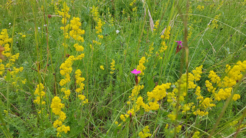 Echtes Labkraut - Galium verum und Kartheuser Nelke - Dianthus carthusianorum