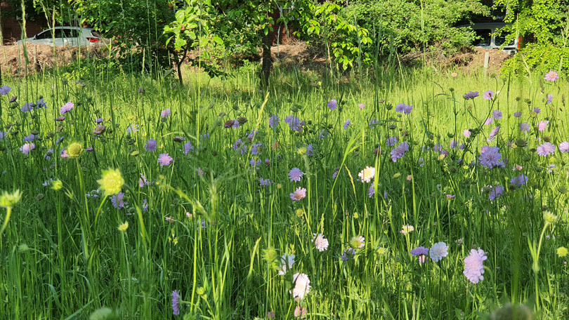 Knautia arvensis - Wiesen-Wittwenblume