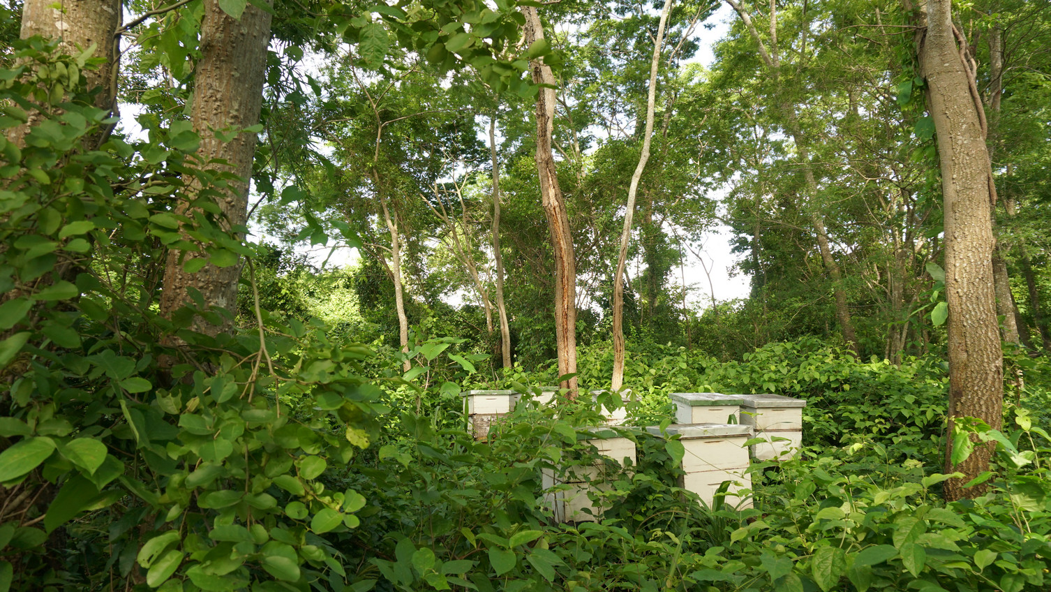 Raising bees in boxes in the middle of the remaining forest in the 16 de Marzo-Cordillera
