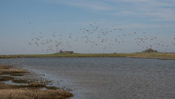 Warften, Wattwürmer und Windböen – Eine Exkursion zur Hallig Hooge