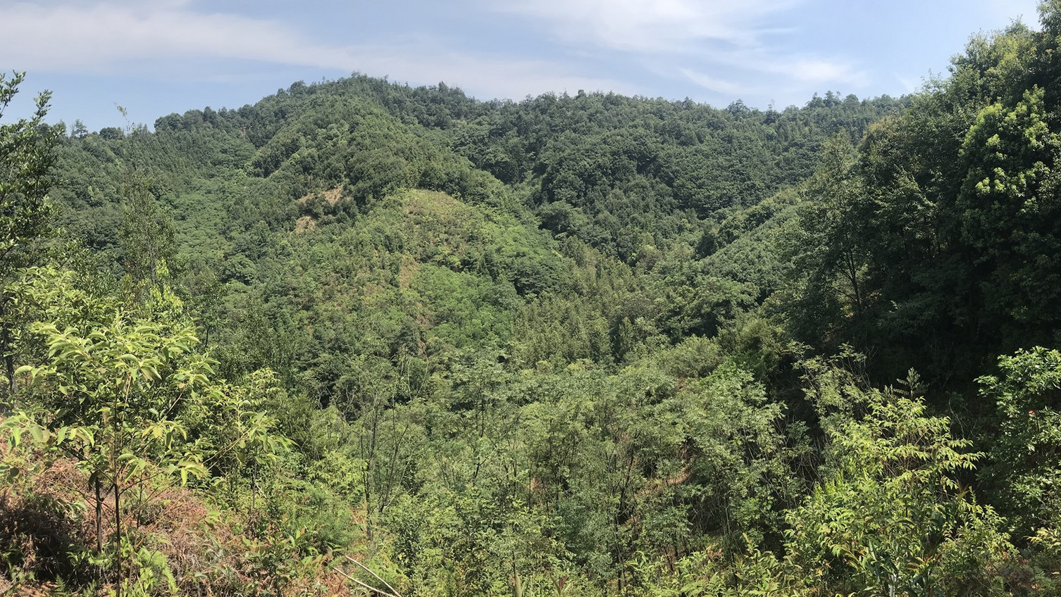 TreeDi experimental area